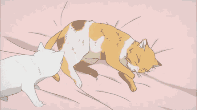 a cat laying on a bed with a white cat looking on
