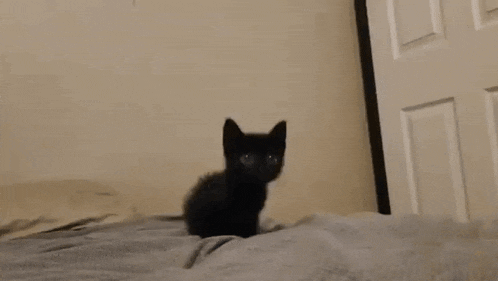 a small black kitten is sitting on top of a bed looking at the camera .
