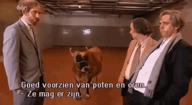 three men in suits are standing next to a cow with a bridle on it
