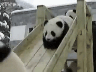 Pandas GIF - Panda Slide Playground GIFs