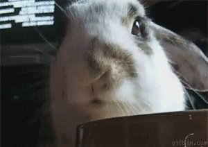 Rabbit Chewing GIF - Rabbit Chewing GIFs