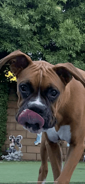 a brown and white boxer dog licking its nose