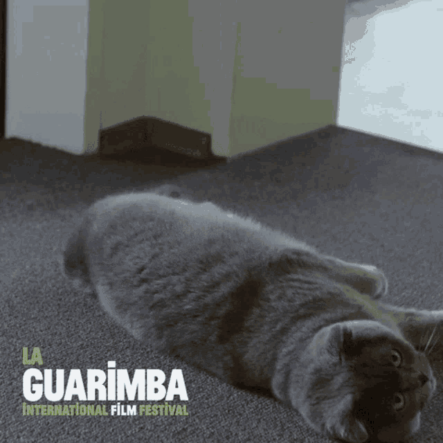 Cat Fun GIF - Cat Fun Animal GIFs