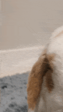 a close up of a brown and white rabbit laying on a bed looking at the camera .
