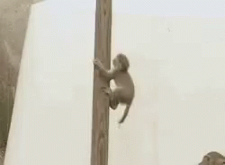 Monkey Funny GIF