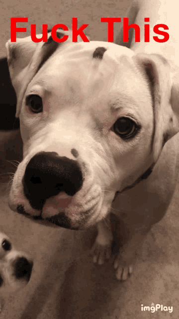 a picture of a dog with the words " fuck this " written on it