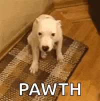 a small white dog is sitting on a rug with the word pawth written on it .