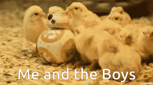 a bunch of chickens are laying around a bb-8 toy