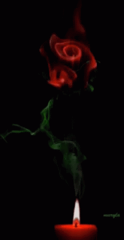 Candle Rose GIF - Candle Rose Flower GIFs