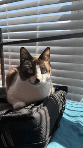 a cat laying on top of a briefcase in front of a window