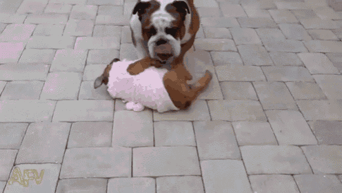 Uh Little Help GIF - Boxer Puppy Dog GIFs