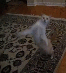 Cat Dancing GIF - Cat Dancing Lol GIFs