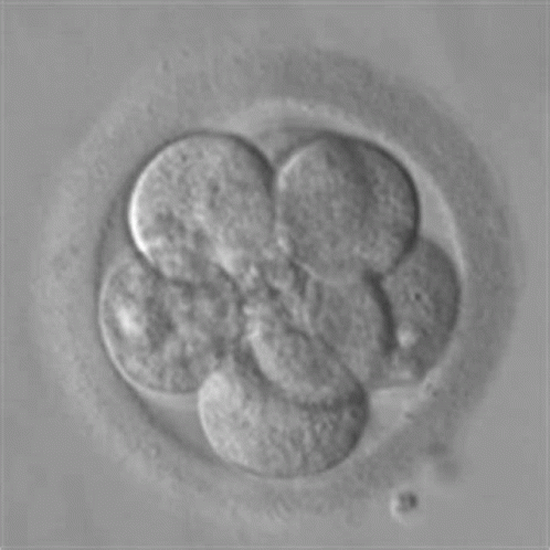 8cell Embryo Meme - 8Cell Embryo - Discover & Share GIFs