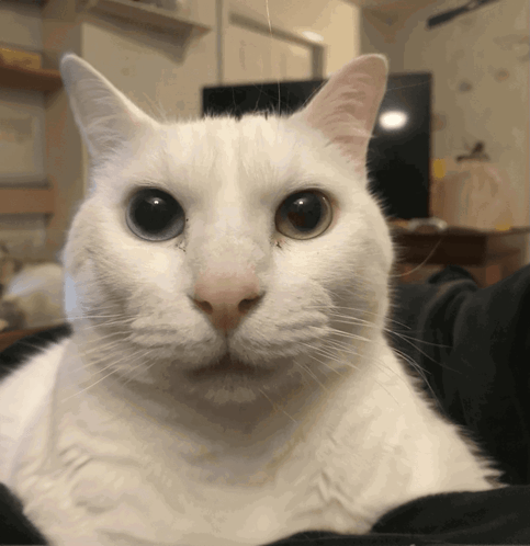 Cat Stare Sad Cat GIF - Cat Stare Sad Cat Vzeq GIFs