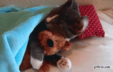 Kitten Snuggle GIF - Kitten Snuggle Hug GIFs