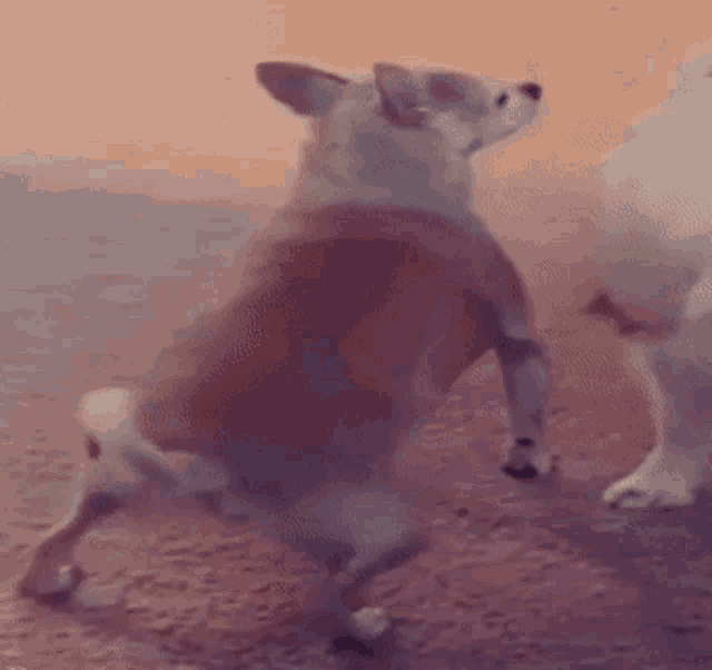 Dog Flex GIF - Dog Flex Chill GIFs