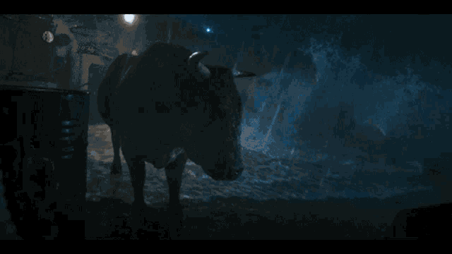 a bull is standing in a dark room with a barrel in the background
