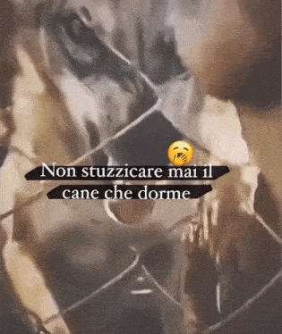 a picture of a dog with the words non stuzzicare mai il cane che dorme above it