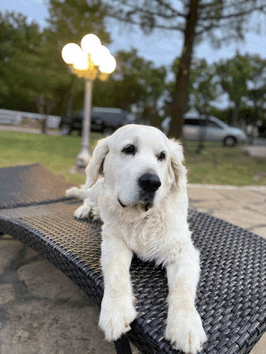 a white dog is laying on a wicker chair outside