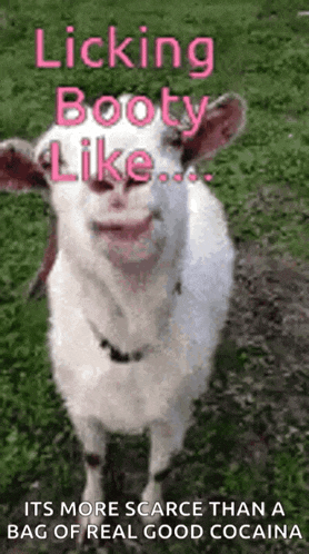 a white goat is licking its booty like it 's more scarce than a bag of real good cocaine