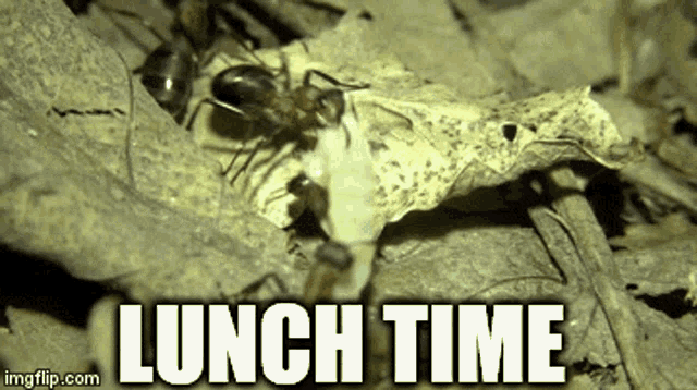 Lunch Time Ants GIF - Lunch Time Ants Food GIFs