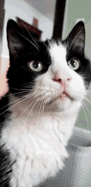 a black and white cat with green eyes looking up