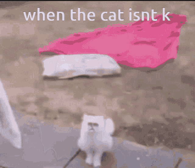When The Cat Ok GIF - When The Cat Ok Not Ok GIFs