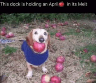 a dog is holding an apple in its mouth while standing in a pile of apples