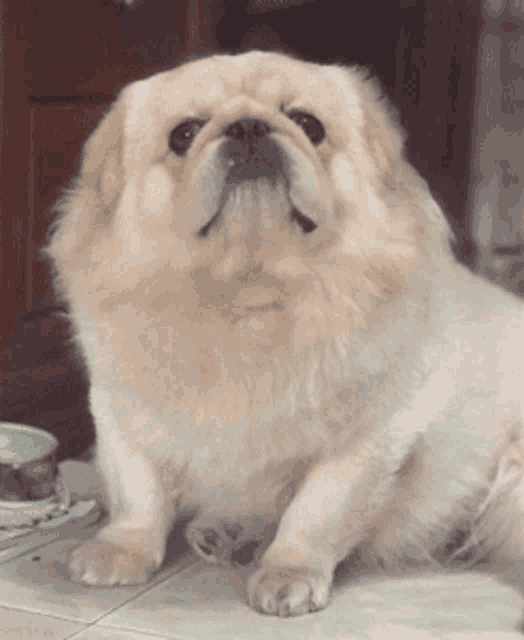 a fluffy dog laying on the floor looking up