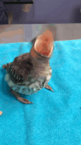 a small bird with its beak open on a blue cloth