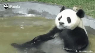 Bathing Panda Relax GIF - Bathing Panda Relax Chill GIFs