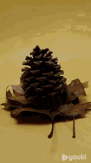 a pine cone sitting on top of a pile of leaves with a yellow background and the words youki below it