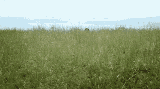 a lush green field with a blue sky in the background