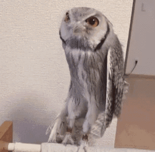 Owl Bird GIF - Owl Bird GIFs
