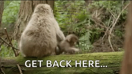 Get Back Here Mom GIF - Get Back Here Mom Monkey GIFs