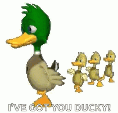 Duck Follow GIF - Duck Follow Babies GIFs