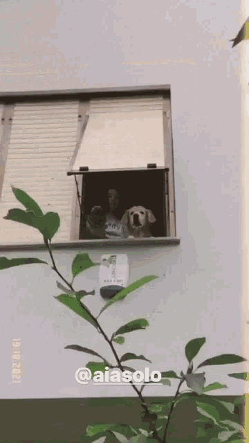 a woman and a dog are looking out of a window with the date 12/02/2021