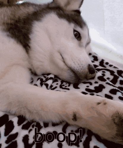 a husky dog is laying on a leopard print blanket with the word boop written on it