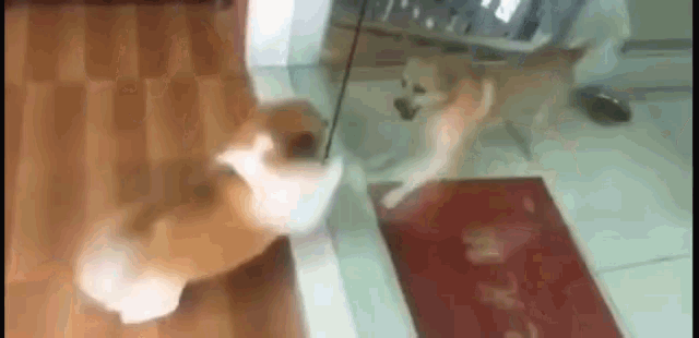 Redes Sociales GIF - Redes Sociales Cute Dogs GIFs