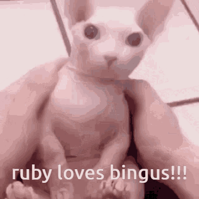 Ruby Loves Bingus Bingus GIF - Ruby Loves Bingus Bingus GIFs