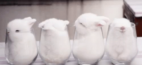 Bunny Rabbits Sleeping GIF - Bunny Rabbits Sleeping Glass GIFs