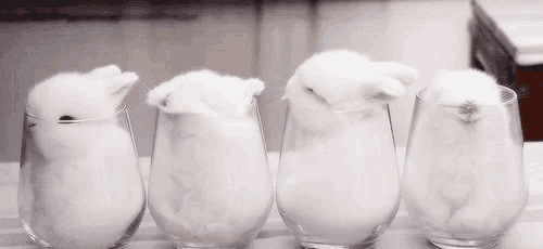 four small white rabbits are sitting inside of wine glasses on a table .