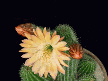 a close up of a cactus with a yellow flower
