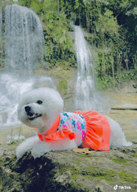 a small white dog wearing a pink and white dress is laying on a rock near a waterfall