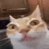 a close up of a cat 's face looking at the camera with a blurry background .