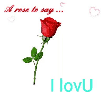 a rose with the words a rose to say i love you on the bottom