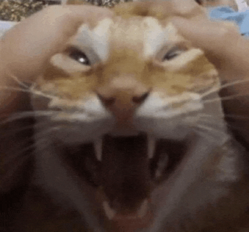 a close up of a cat 's face with its mouth open and its teeth showing .