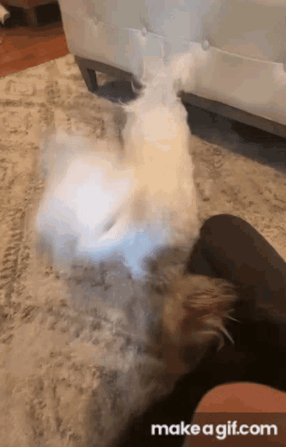 a person is petting a small white dog on the floor