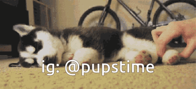 a husky puppy is being petted by a person with the hashtag @pupstime
