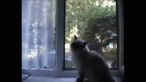 Pew Pew GIF - Animals Cats Bang GIFs